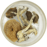African Cubensis (Panaeolus africanus) | Shroom Shop Canada
