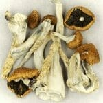 Creeper | Shroom Shop Canada