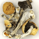 Thai Elephant | Shroom Shop Canada