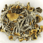 Daddy Long Legs | Shroom Shop Canada