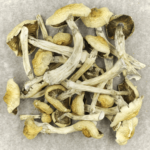 Blue Magnolia Rust | Shroom Shop Canada