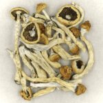 Texas Yellow Cap | Shroom Shop Canada
