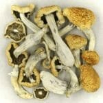 Vietnamese | Shroom Shop Canada