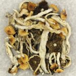 Cuban | Shroom Shop Canada