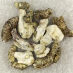 White Burma | Shroom Shop Canada