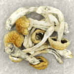 Chitwan Nepal | Shroom Shop Canada
