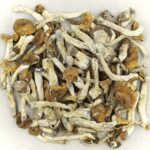 Florida White | Shroom Shop Canada
