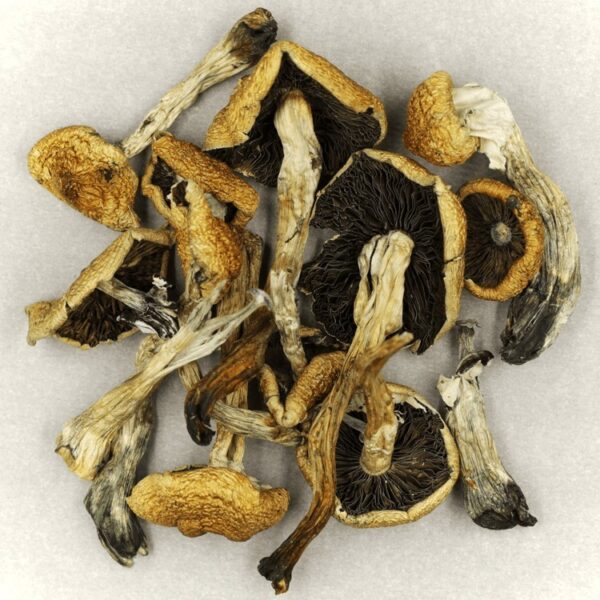 Malabar | Shroom Shop Canada