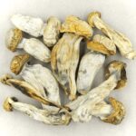 Melmac | Shroom Shop Canada