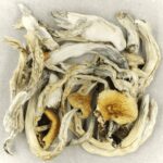 Treasure Coast | Shroom Shop Canada