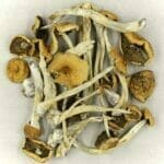 Mexicana | Shroom Shop Canada