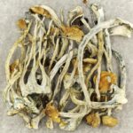 Amazonian Cubensis | Shroom Shop Canada
