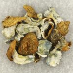 King Kong | Shroom Shop Canada