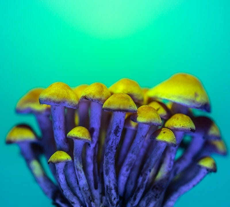 LSD Edibles | Shroom Shop Canada