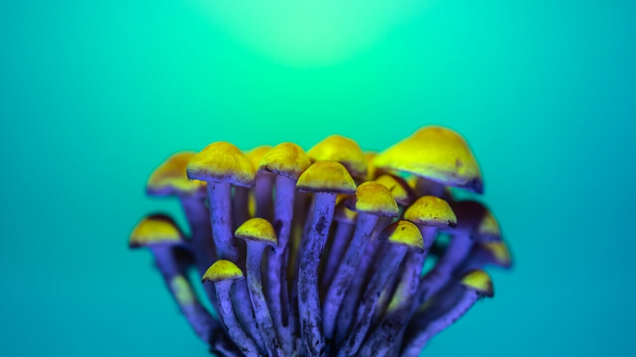 Exploring the Chemical World: The Potential of LSD-Infused Edibles in Psychedelic Journey