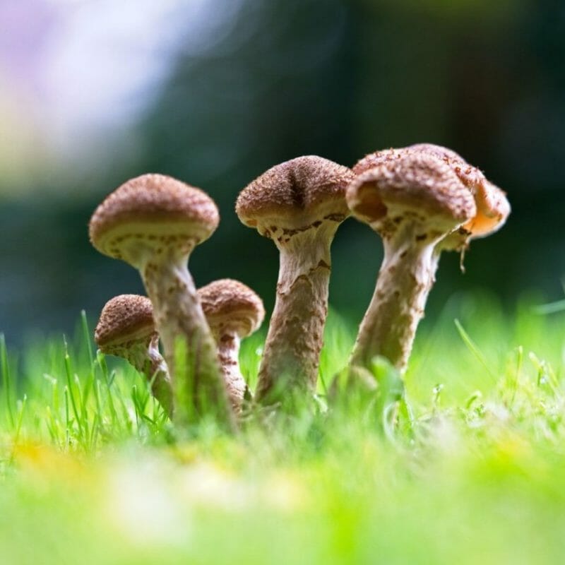Mushroom Dispensary | Shroom Shop Canada
