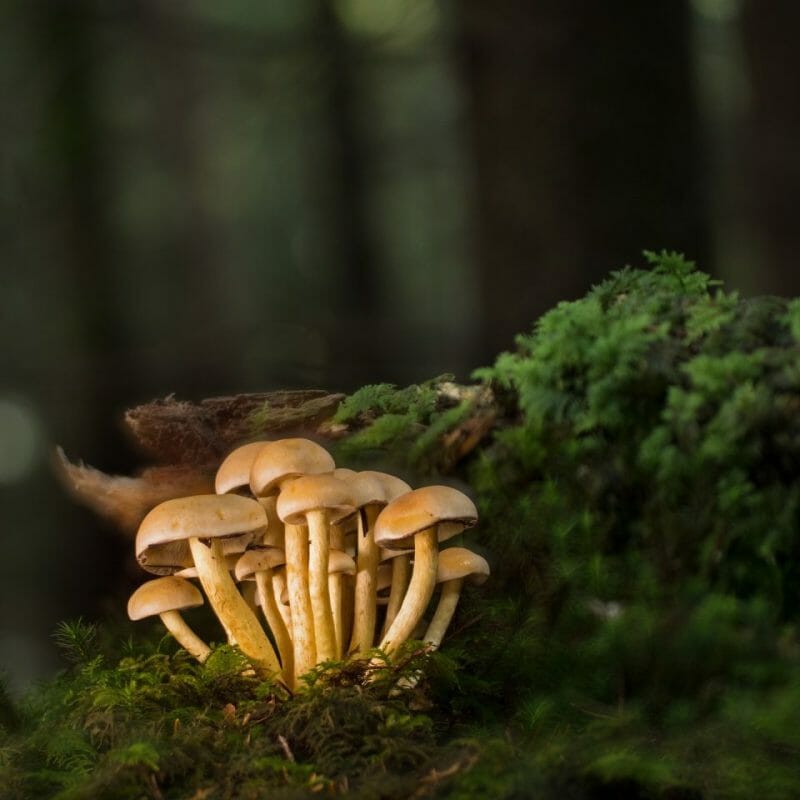 Strongest Mushroom Strains | Shroom Shop Canada