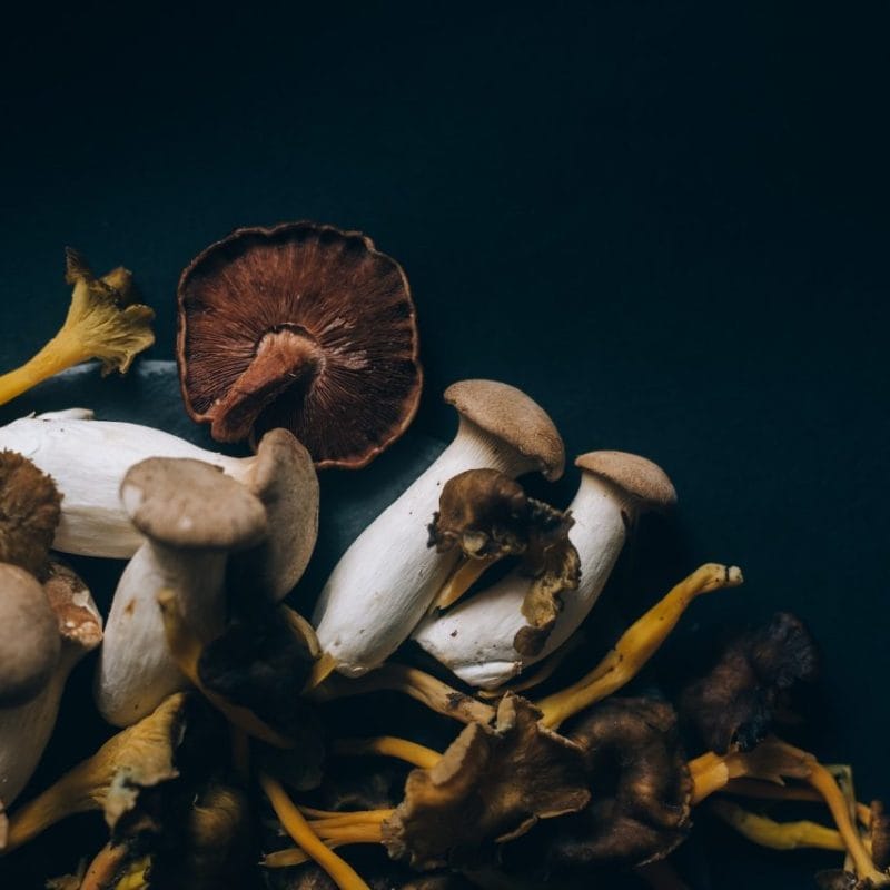 Dried Shrooms | Shroom Shop Canada