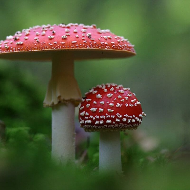Magic Mushrooms Canada | Shroom Shop Canada