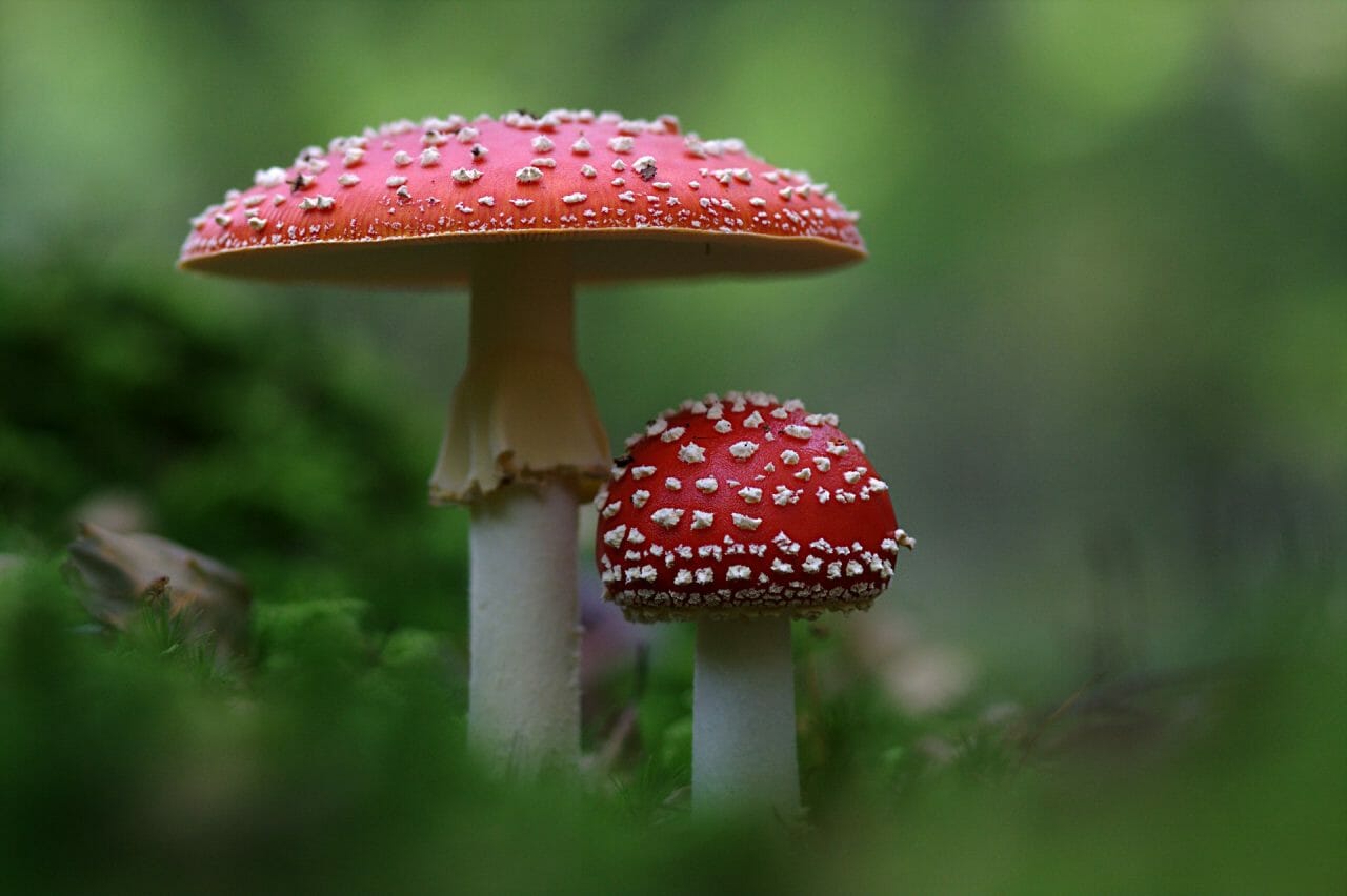 The Emergence of Magic Mushrooms in Canada: Premier Varieties to Sample