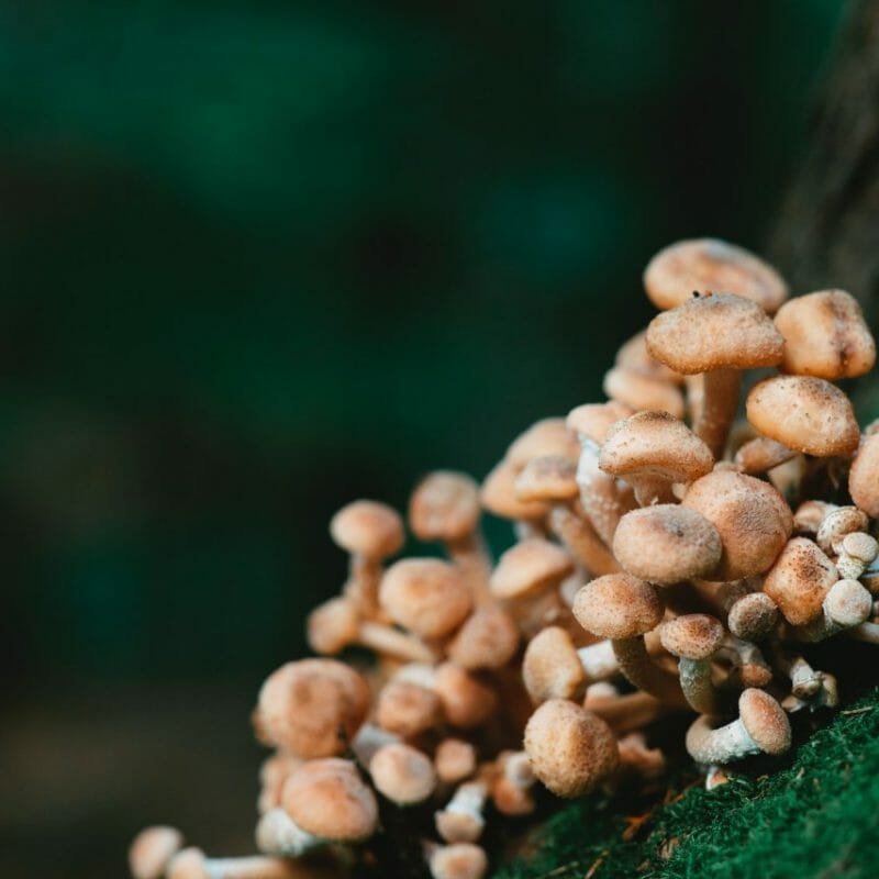 Mushroom Dispensary - Zoomies | Shroom Shop Canada