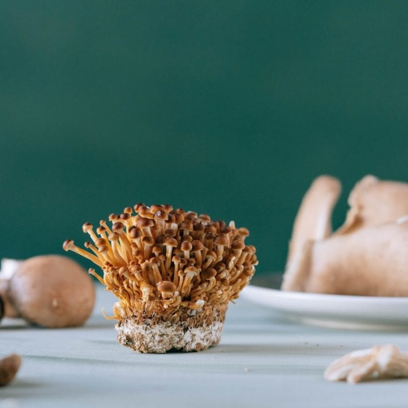 Buy Magic Mushroom | Shroom Shop Canada
