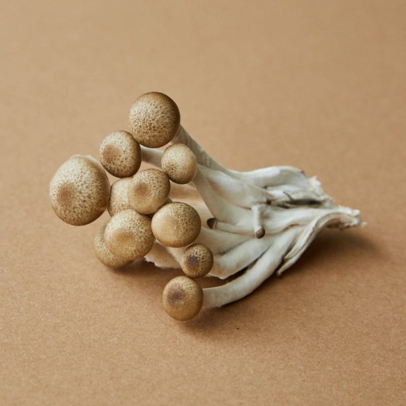 strongest mushroom strain | Shroom Shop Canada