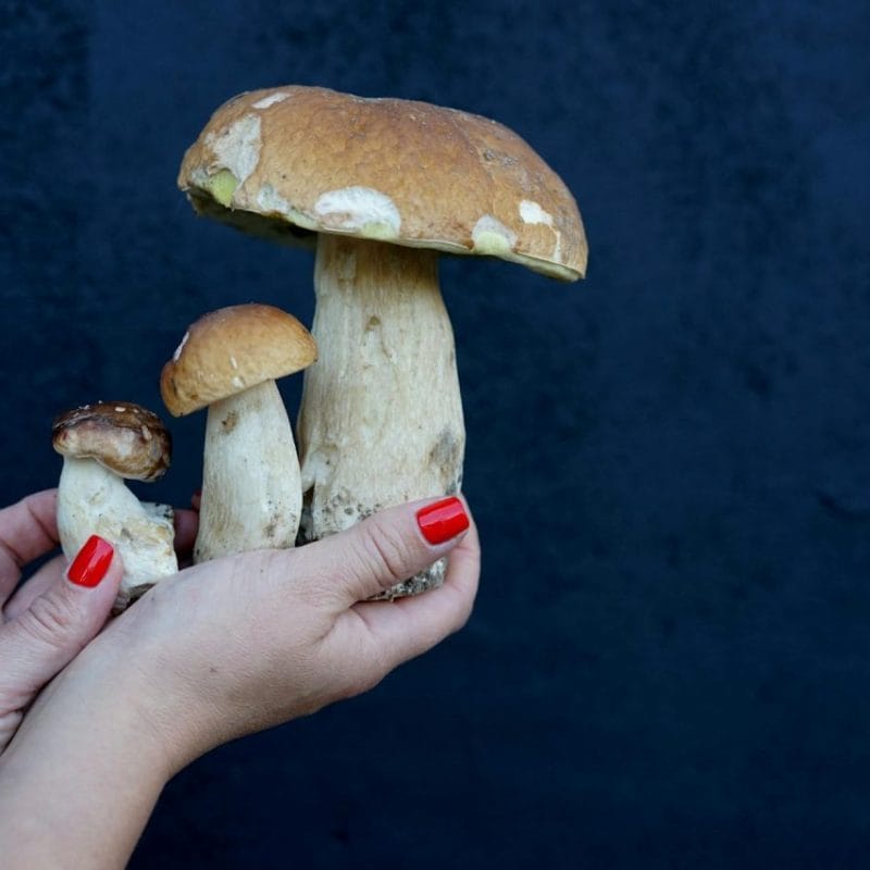 Shrooms Online | Shroom Shop Canada