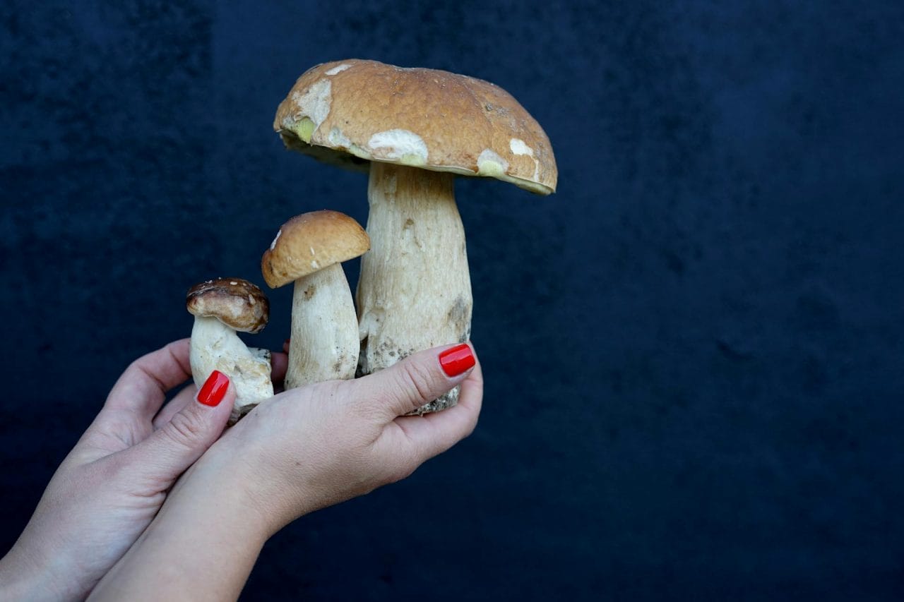 Top Five Mushrooms You Must Try Locally