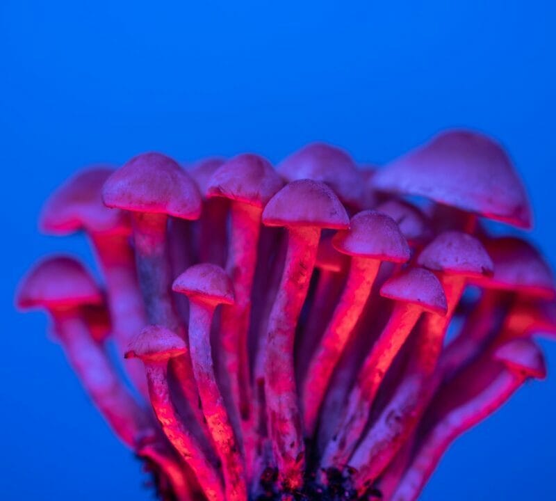 Shrooms Delivery in Canada | Shroom Shop Canada