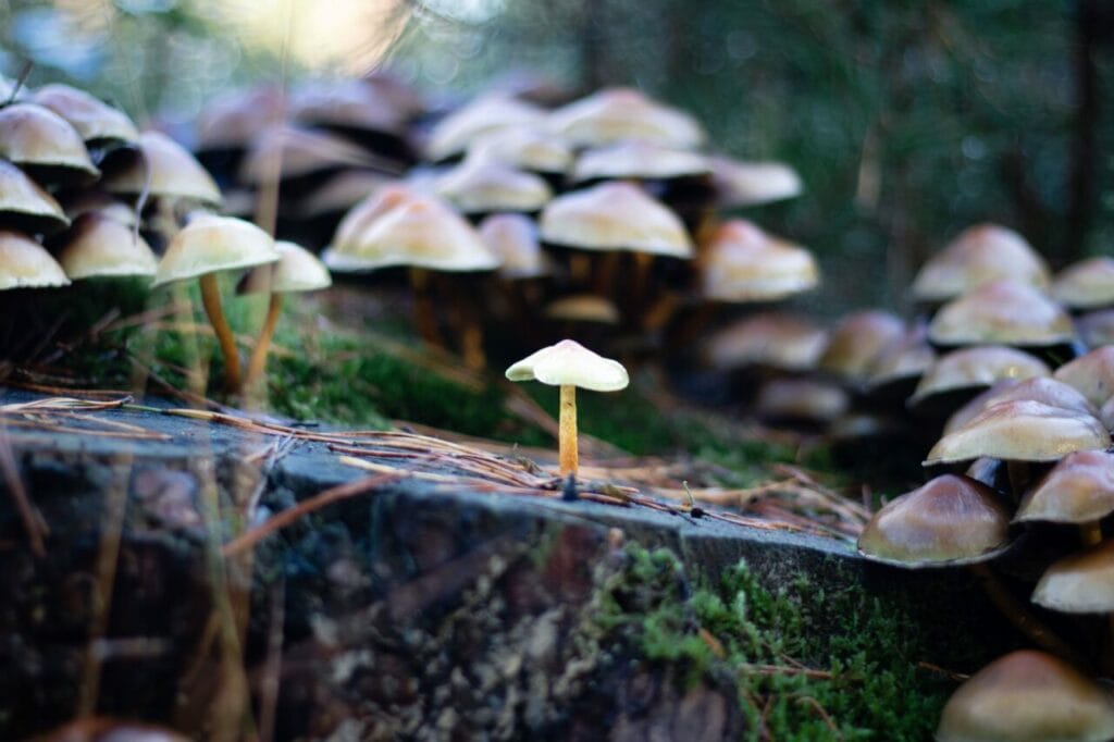 Shroom Delivery at Shroom Shop Canada