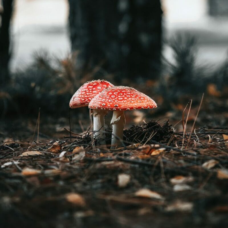 Shroom online delivery at Zoomies Canada | Shroom Shop Canada