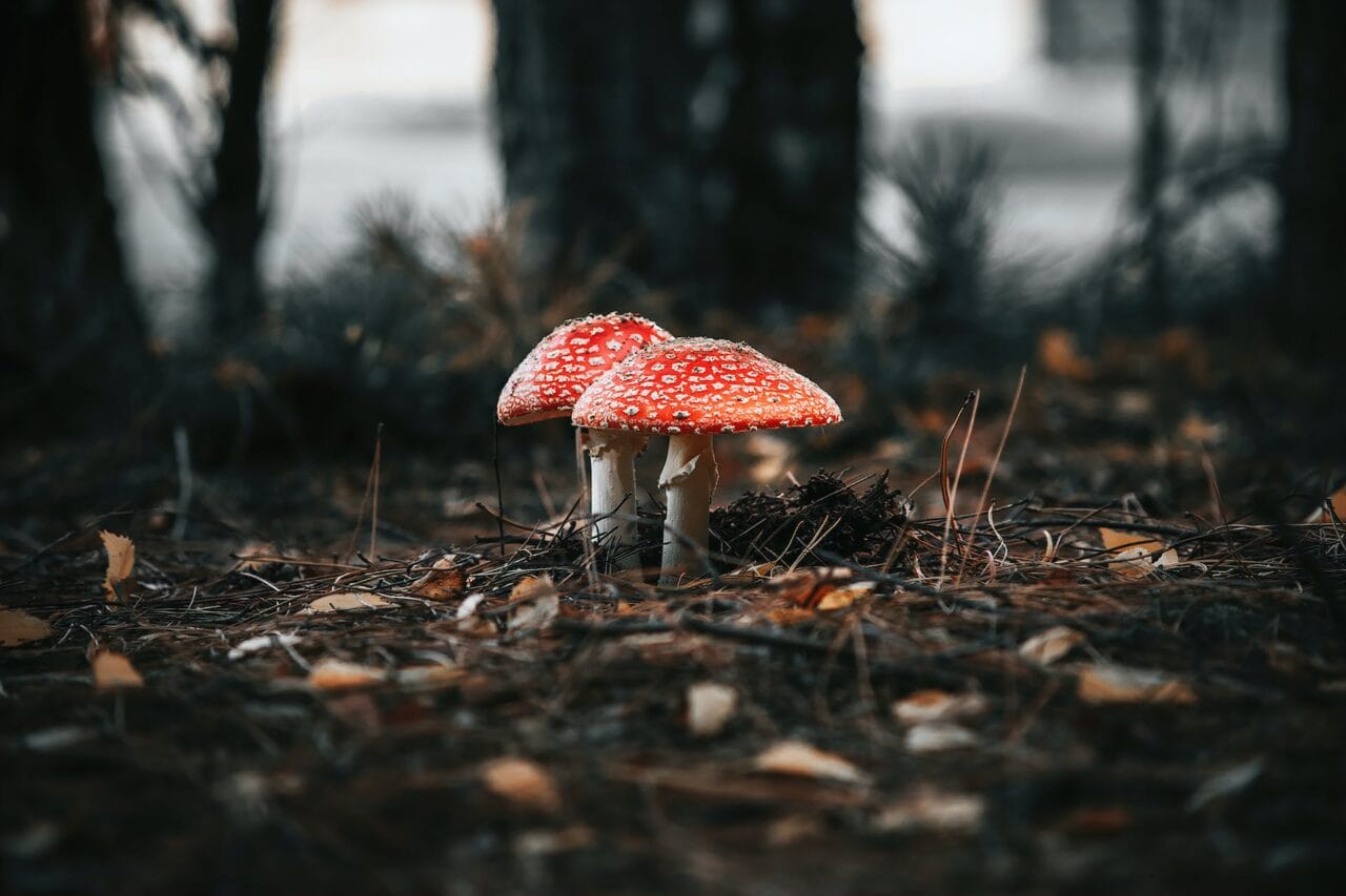 The Revolution of Psilocybin: Its Manufacturing, Studies, and Prospective Path Forward