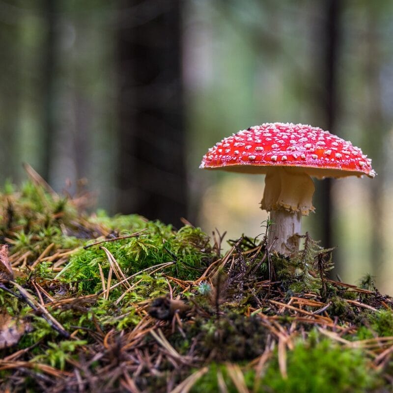 Shrooms Online in Canada | Shroom Shop Canada