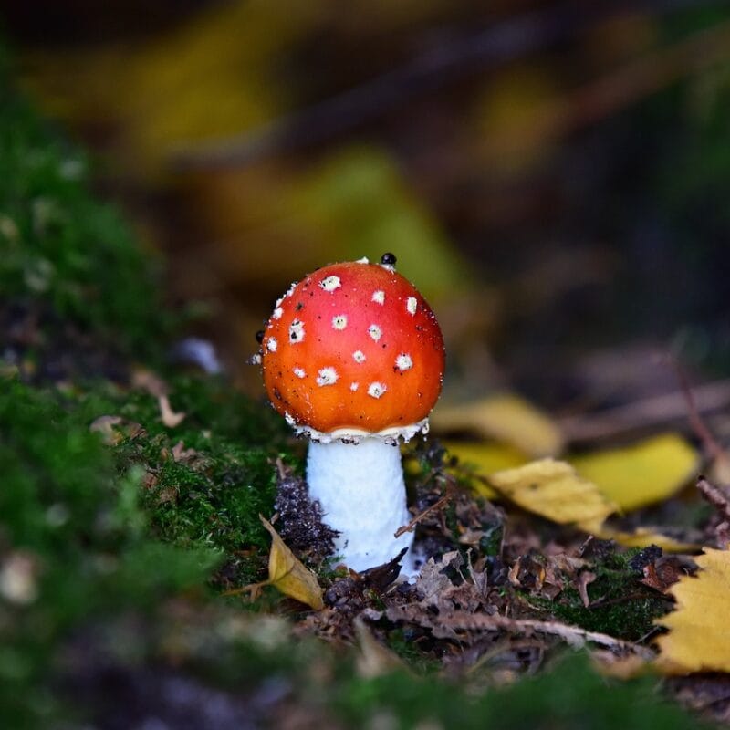 buy LSD online in Canada | Shroom Shop Canada