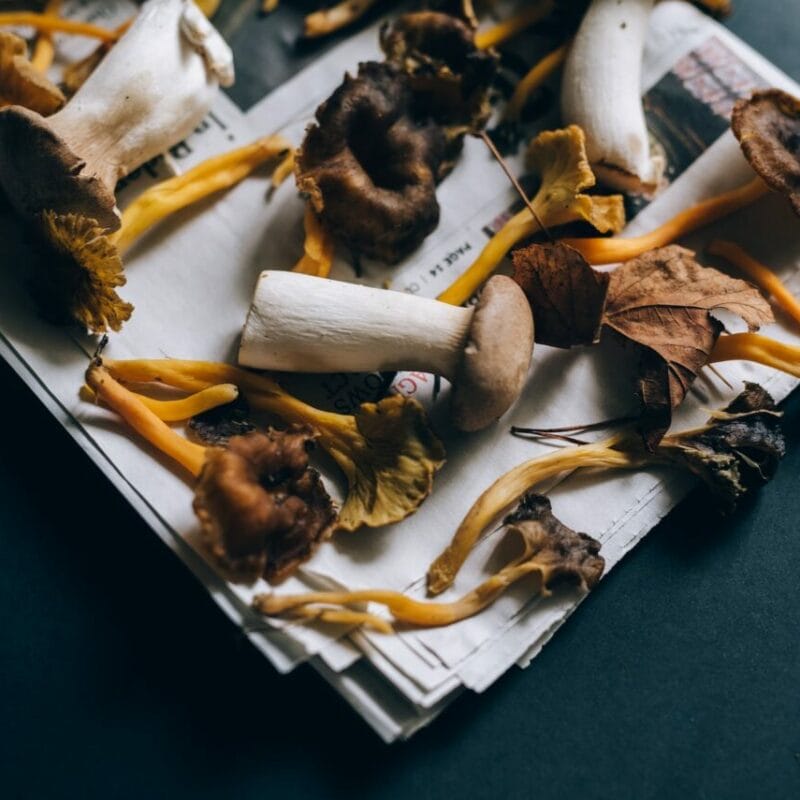 Mushroom chocolate at Zoomies Canada | Shroom Shop Canada