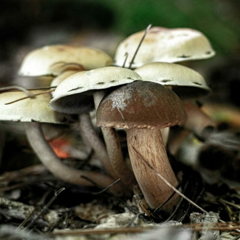 psilocybin mushroom | Shroom Shop Canada