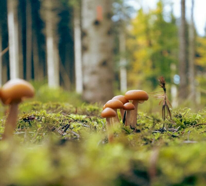 Magic Mushroom Dispensary | Shroom Shop Canada