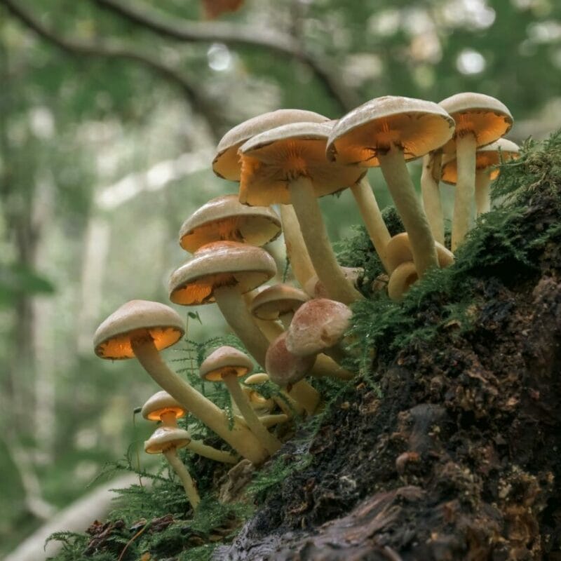 Shrooms online | Shroom Shop Canada