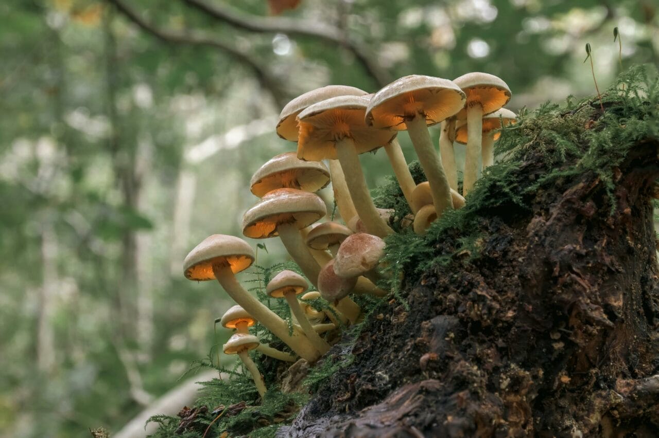 The Use of Psilocybin in Magic Mushrooms Enhances Sexual Performance and Contentment