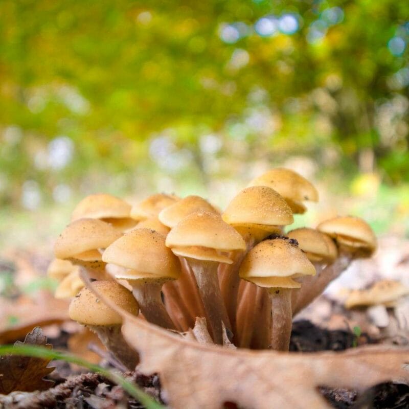 Shrooms Canada | Shroom Shop Canada