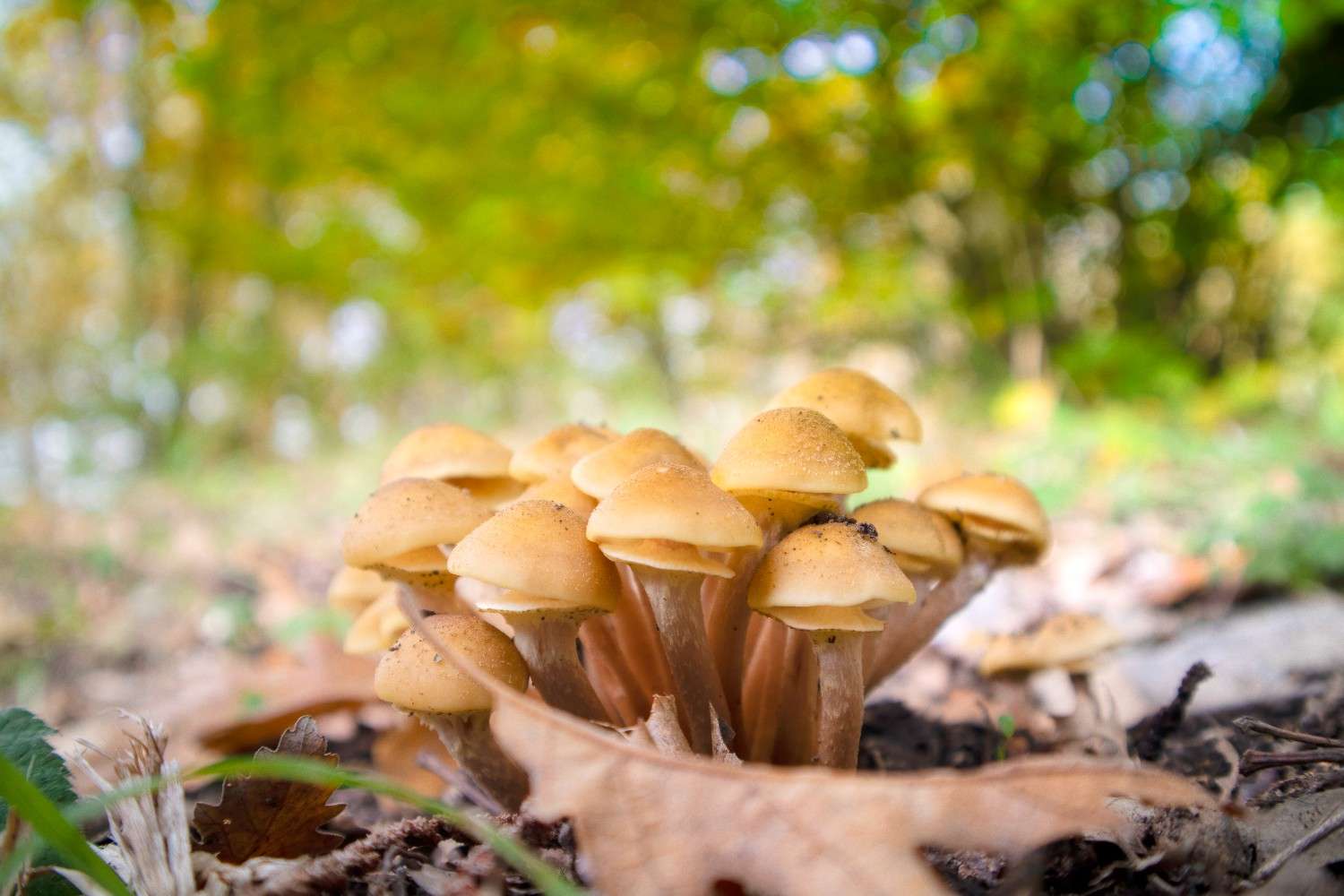 The Global Phenomenon of Microdosing: Psilocybin Mushrooms Expand Beyond Canada