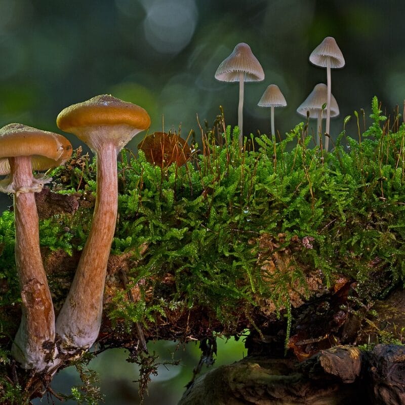 magic mushroom in Canada | Shroom Shop Canada