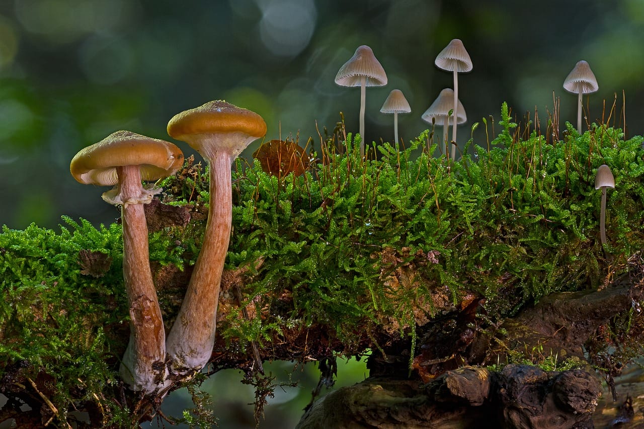 A Majority of Canadians, 80%, Advocate for the Use of Psilocybin Mushrooms in Alleviating Existential Anxiety