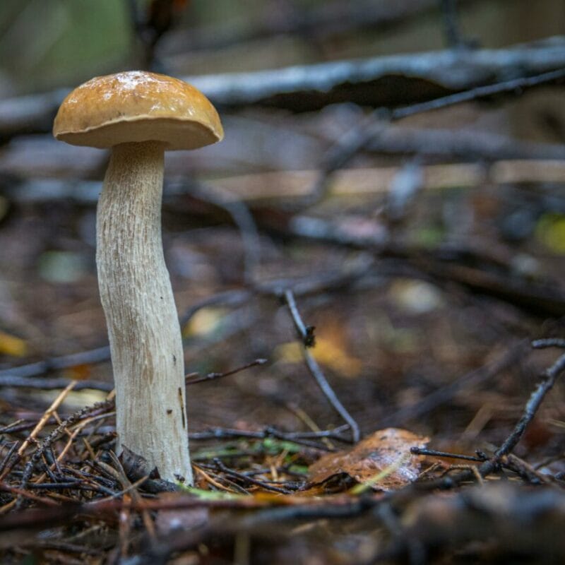 Shrooms online | Shroom Shop Canada