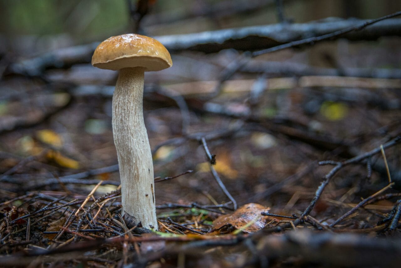 Latest Studies on Psychedelic Mushrooms Indicate Prolonged Brain Interference Could Benefit Mental Well-being