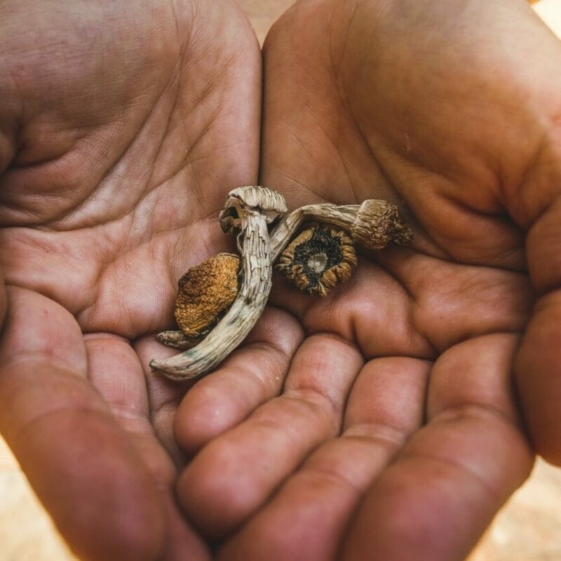 dried shrooms | Shroom Shop Canada