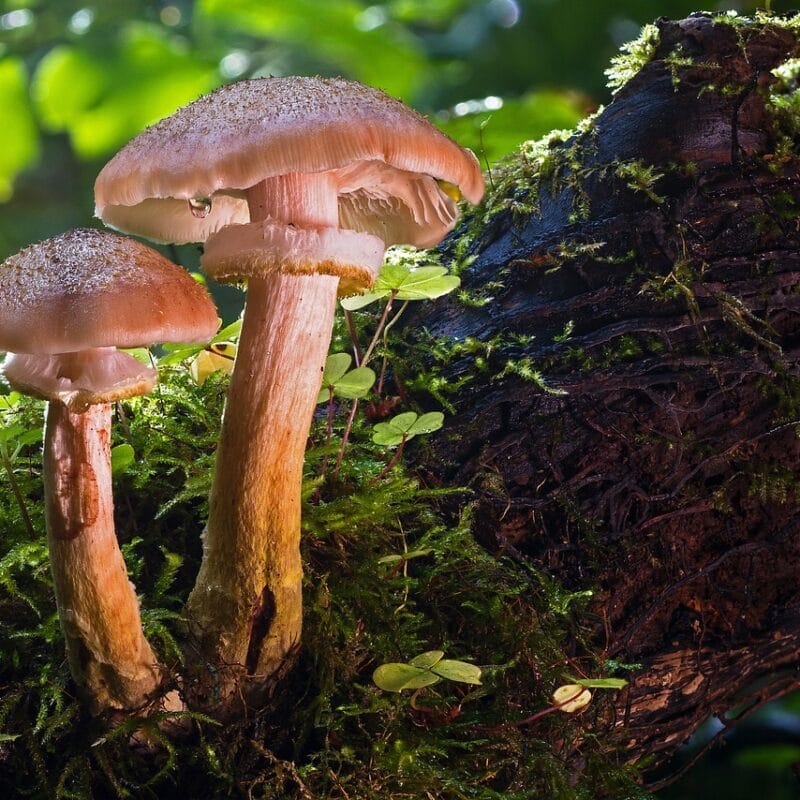 magic mushroom delivery | Shroom Shop Canada