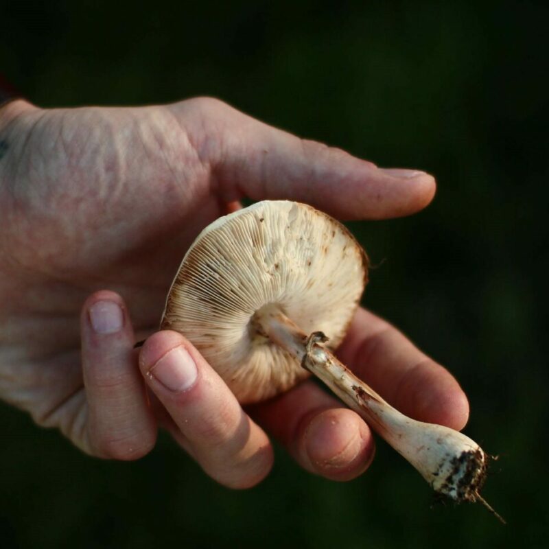 Shrooms | Shroom Shop Canada