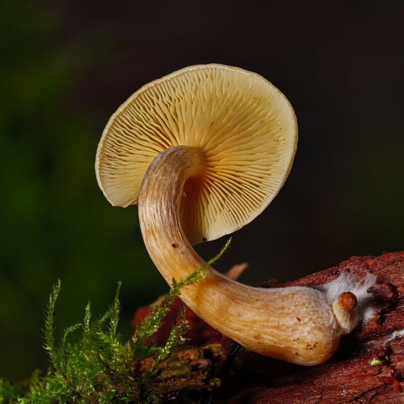 Alacabenzi Strain | Shroom Shop Canada